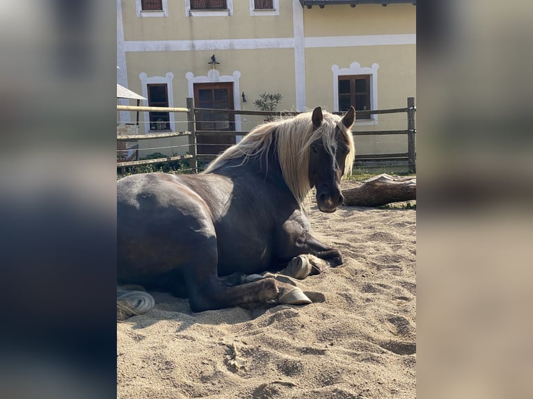 Kasztanowaty koń szwarcwaldzki Wałach 9 lat 160 cm Ciemnokasztanowata in BrennbergBrennberg