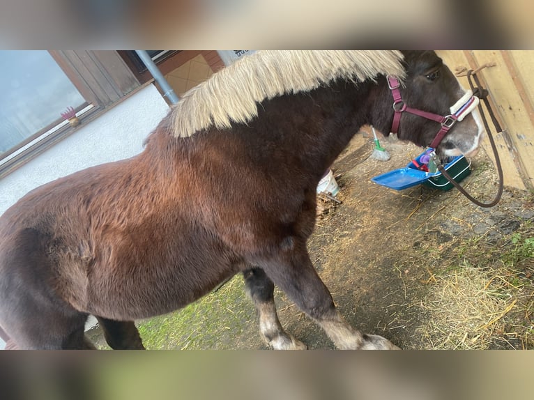 Kasztanowaty koń szwarcwaldzki Wałach 10 lat 156 cm Ciemnokasztanowata in Freiensteinau