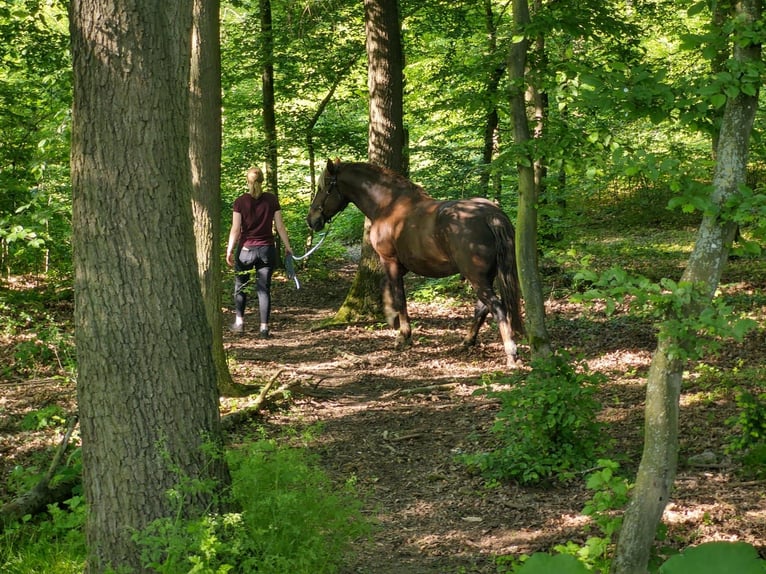 Kasztanowaty koń szwarcwaldzki Wałach 10 lat 158 cm Ciemnokasztanowata in Andernach