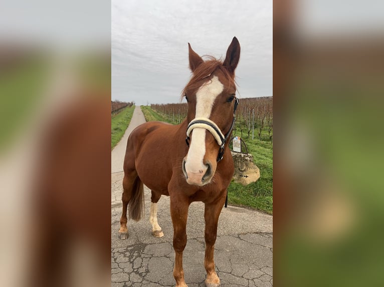 Kasztanowaty koń szwarcwaldzki Wałach 10 lat 170 cm Kasztanowata in Malsch