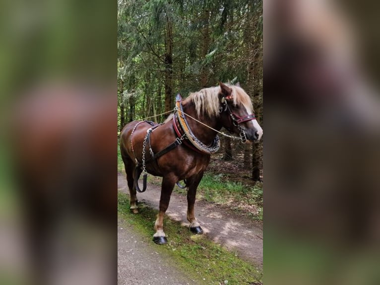 Kasztanowaty koń szwarcwaldzki Wałach 12 lat 158 cm Kasztanowata in Bützow