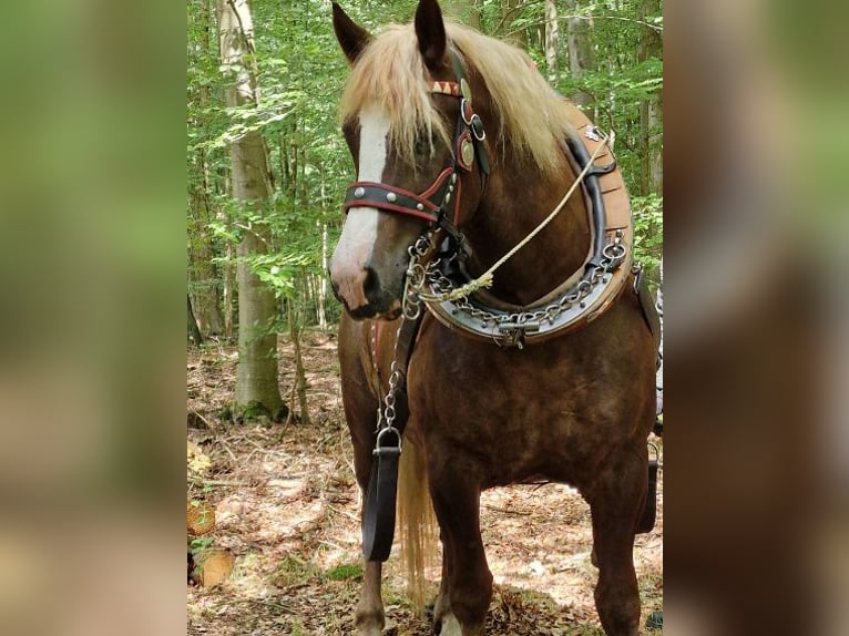 Kasztanowaty koń szwarcwaldzki Wałach 12 lat 158 cm Kasztanowata in Bützow