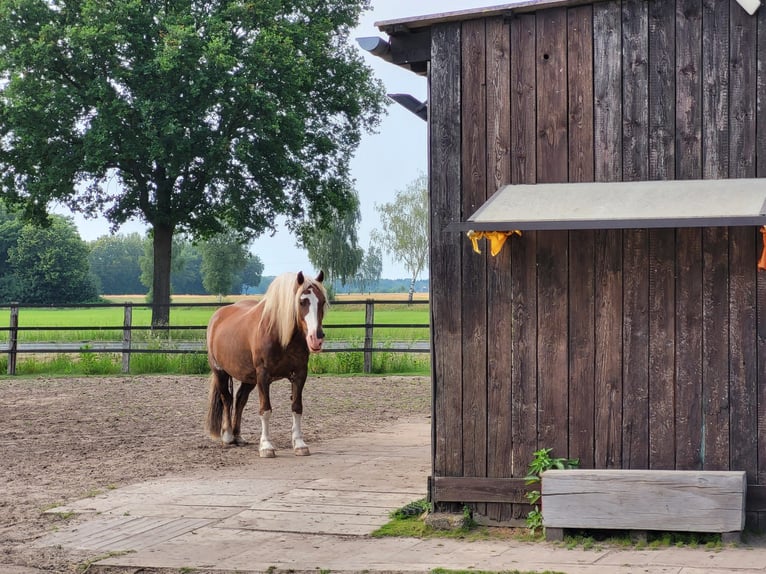 Kasztanowaty koń szwarcwaldzki Wałach 13 lat Ciemnokasztanowata in Varl