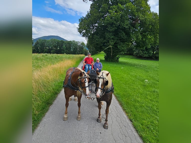 Kasztanowaty koń szwarcwaldzki Wałach 4 lat 150 cm Kasztanowata in Schliersee