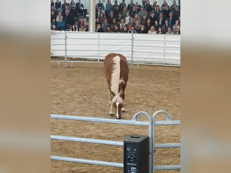 Kasztanowaty koń szwarcwaldzki Wałach 5 lat 155 cm Ciemnokasztanowata in Merzig