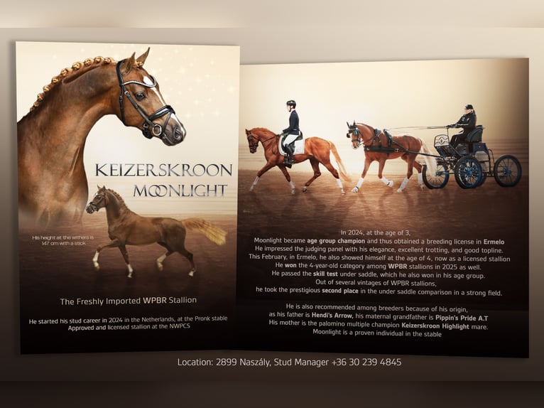 Keizerskroon Moonlight Welsh-PB Étalon Alezan in Tata