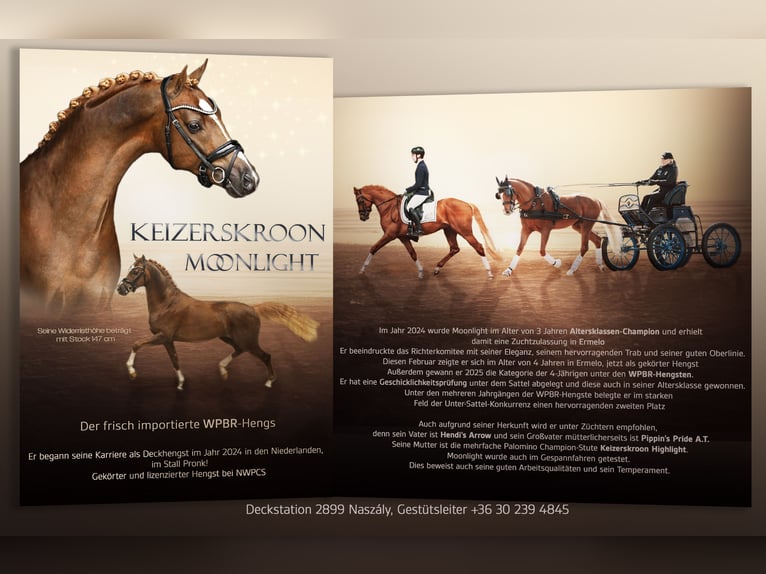 Keizerskroon Moonlight Welsh PB (Partbred) Stallion Chestnut-Red in Tata
