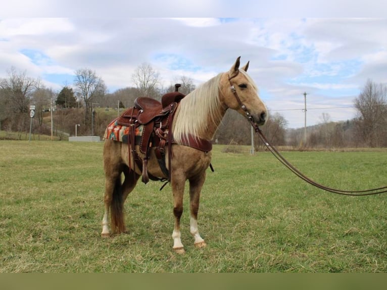 Kentucky Mountain Saddle Horse Caballo castrado 10 años 137 cm Palomino in Salyersville KY