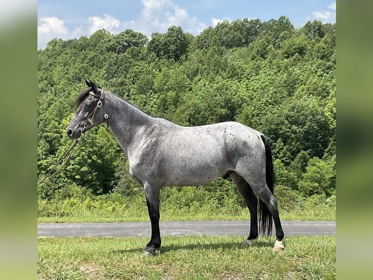 Kentucky Mountain Saddle Horse Caballo castrado 10 años 142 cm Ruano azulado in Whitley City, KY