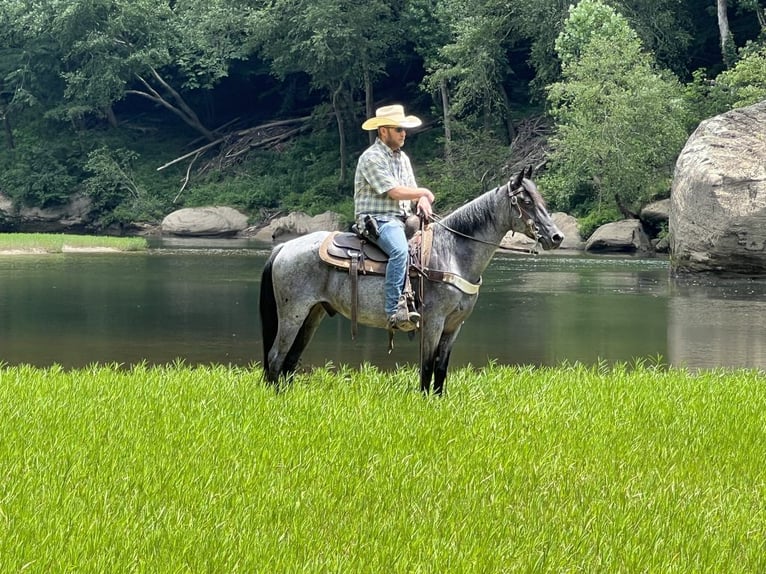 Kentucky Mountain Saddle Horse Caballo castrado 10 años 142 cm Ruano azulado in Whitley City, KY