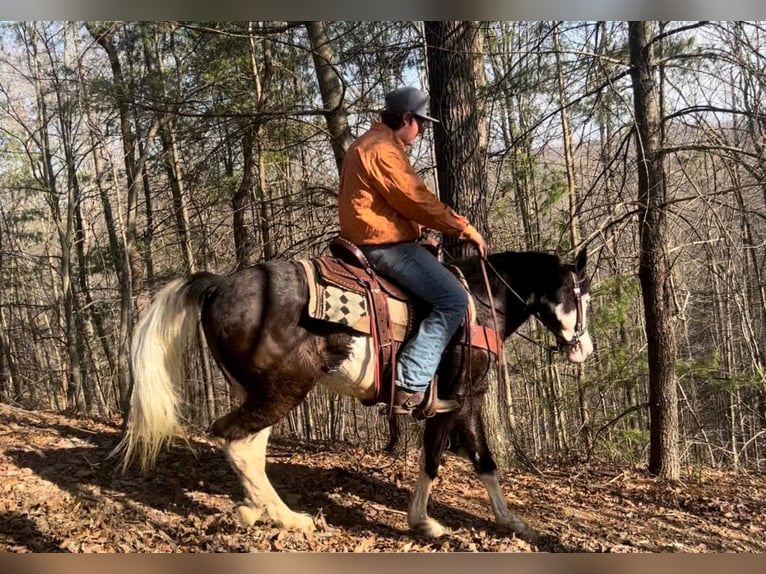 Kentucky Mountain Saddle Horse Caballo castrado 10 años 147 cm Tobiano-todas las-capas in salyersville KY