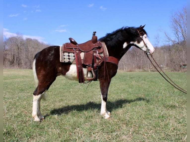 Kentucky Mountain Saddle Horse Caballo castrado 10 años 147 cm Tobiano-todas las-capas in salyersville KY