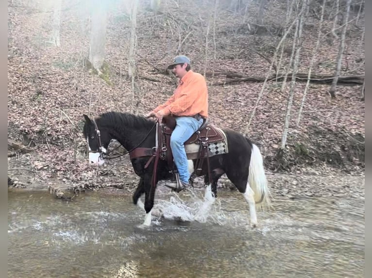 Kentucky Mountain Saddle Horse Caballo castrado 10 años 147 cm Tobiano-todas las-capas in salyersville KY