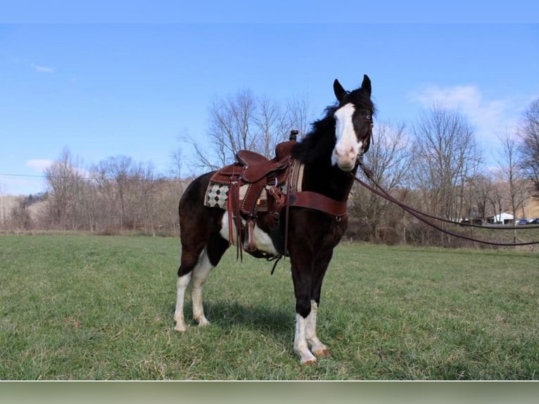 Kentucky Mountain Saddle Horse Caballo castrado 10 años 147 cm Tobiano-todas las-capas in salyersville KY