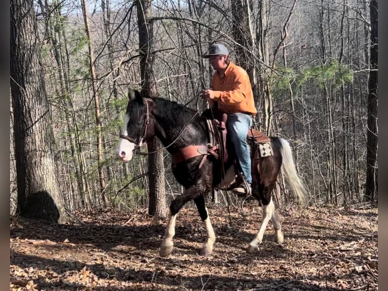 Kentucky Mountain Saddle Horse Caballo castrado 10 años 147 cm Tobiano-todas las-capas in salyersville KY