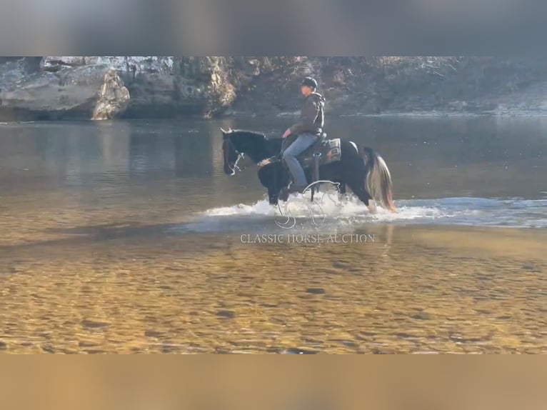 Kentucky Mountain Saddle Horse Caballo castrado 10 años 152 cm Negro in Whitley City, KY