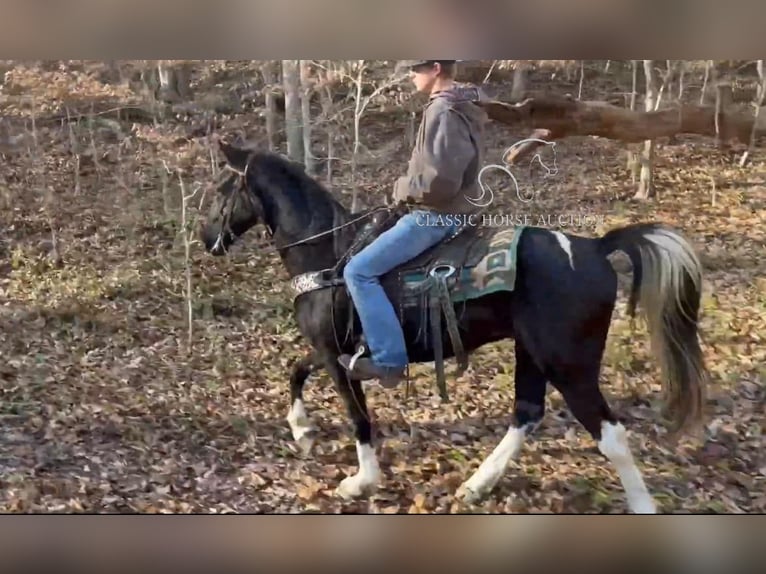 Kentucky Mountain Saddle Horse Caballo castrado 10 años 152 cm Negro in Whitley City, KY