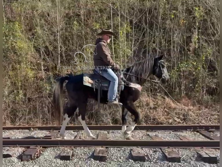 Kentucky Mountain Saddle Horse Caballo castrado 10 años 152 cm Negro in Whitley City, KY