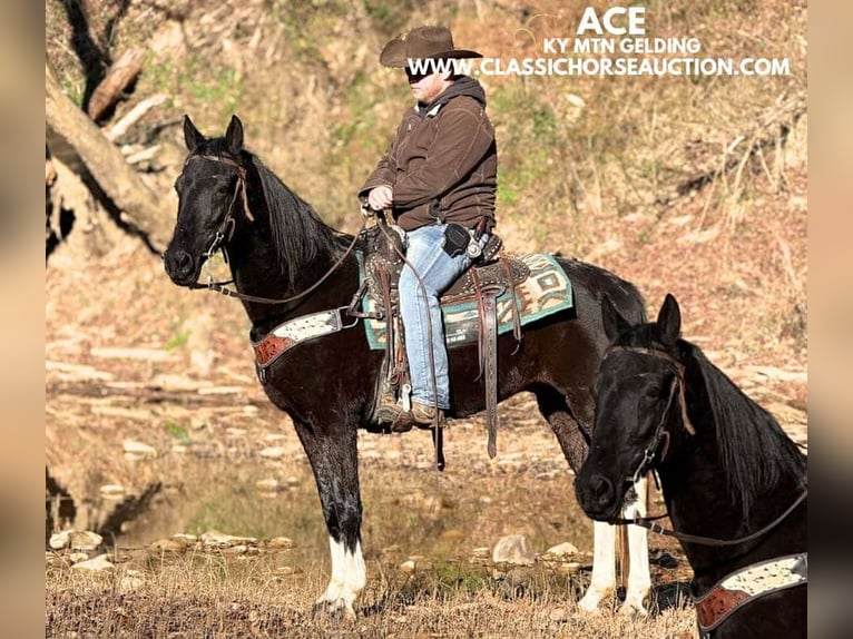 Kentucky Mountain Saddle Horse Caballo castrado 10 años 152 cm Negro in Whitley City, KY