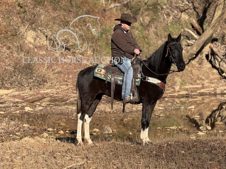 Kentucky Mountain Saddle Horse Caballo castrado 10 años 152 cm Negro in Whitley City, KY