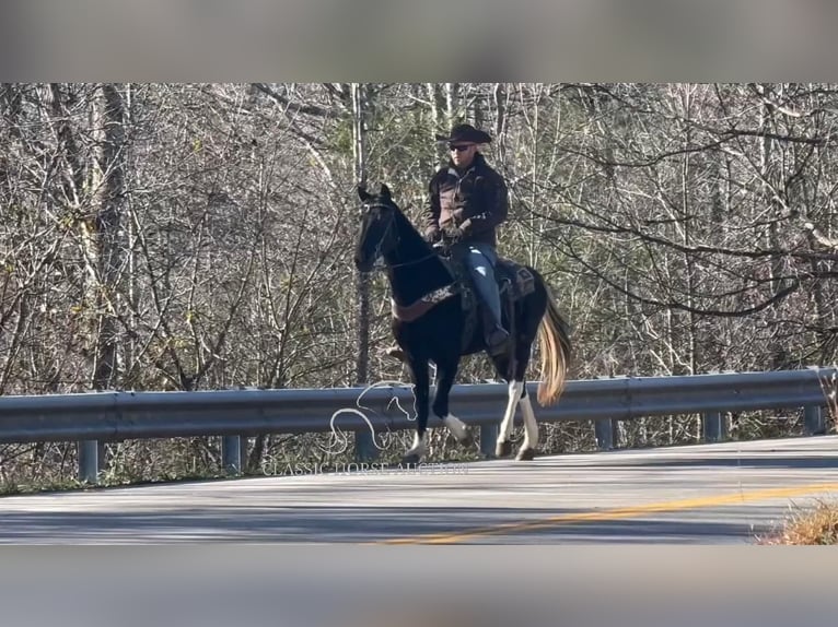 Kentucky Mountain Saddle Horse Caballo castrado 10 años 152 cm Negro in Whitley City, KY