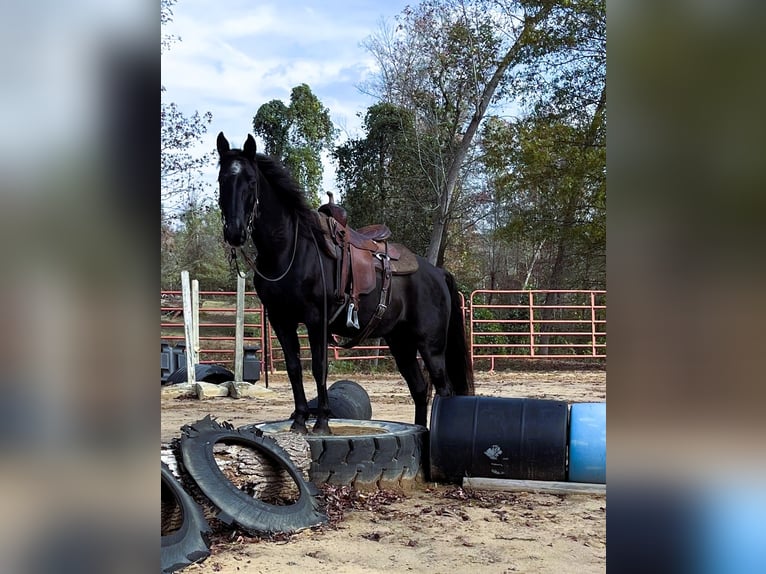 Kentucky Mountain Saddle Horse Caballo castrado 10 años 152 cm Negro in Carnesville