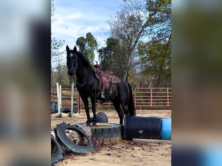 Kentucky Mountain Saddle Horse Caballo castrado 10 años 152 cm Negro in Carnesville