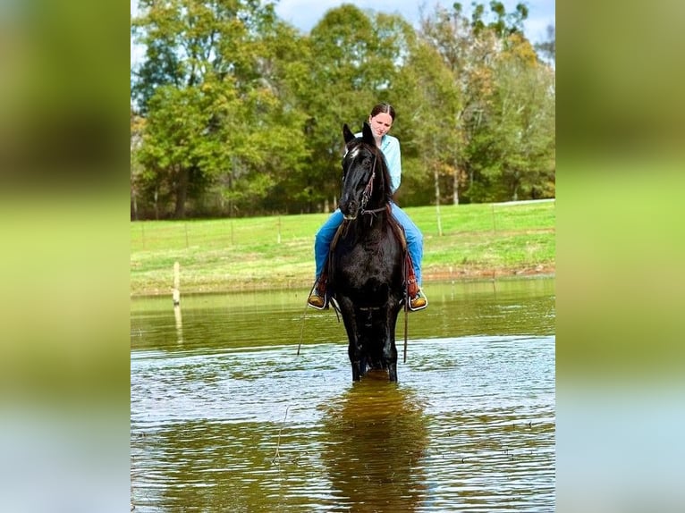 Kentucky Mountain Saddle Horse Caballo castrado 10 años 152 cm Negro in Carnesville