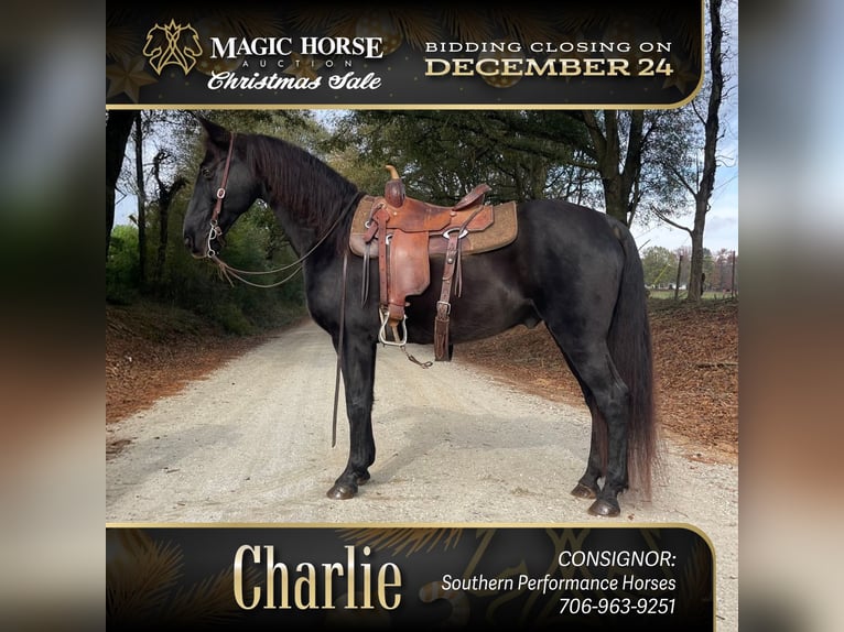 Kentucky Mountain Saddle Horse Caballo castrado 10 años 152 cm Negro in Carnesville