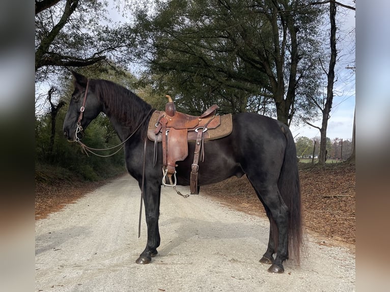 Kentucky Mountain Saddle Horse Caballo castrado 10 años 152 cm Negro in Carnesville