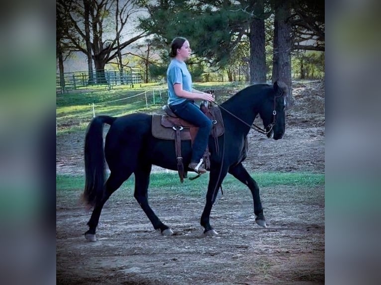 Kentucky Mountain Saddle Horse Caballo castrado 10 años 152 cm Negro in Carnesville