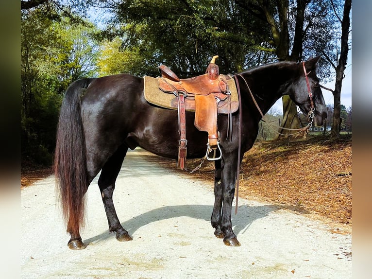 Kentucky Mountain Saddle Horse Caballo castrado 10 años 152 cm Negro in Carnesville