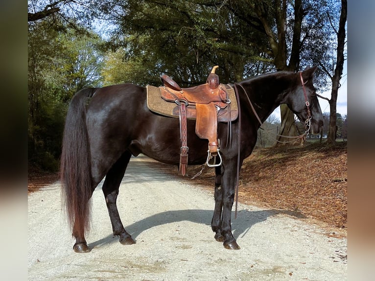 Kentucky Mountain Saddle Horse Caballo castrado 10 años 152 cm Negro in Carnesville