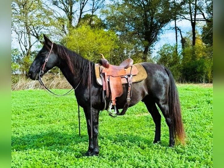 Kentucky Mountain Saddle Horse Caballo castrado 10 años 152 cm Negro in Carnesville