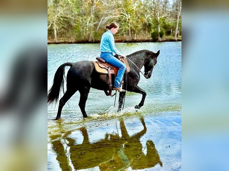 Kentucky Mountain Saddle Horse Caballo castrado 10 años 152 cm Negro in Carnesville