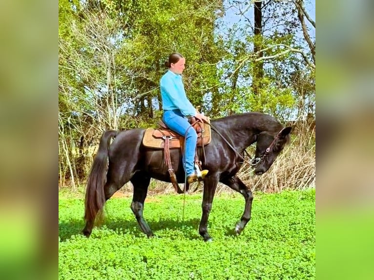 Kentucky Mountain Saddle Horse Caballo castrado 10 años 152 cm Negro in Carnesville