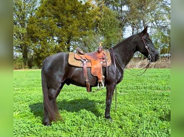 Kentucky Mountain Saddle Horse Caballo castrado 10 años 152 cm Negro in Carnesville