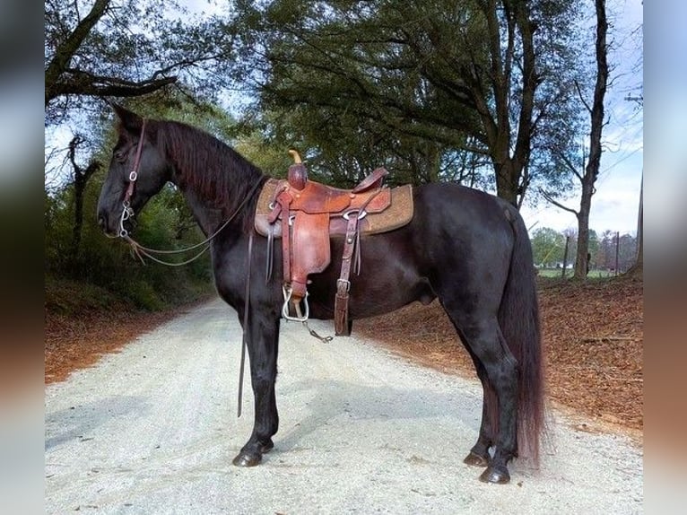 Kentucky Mountain Saddle Horse Caballo castrado 10 años 152 cm Negro in Carnesville