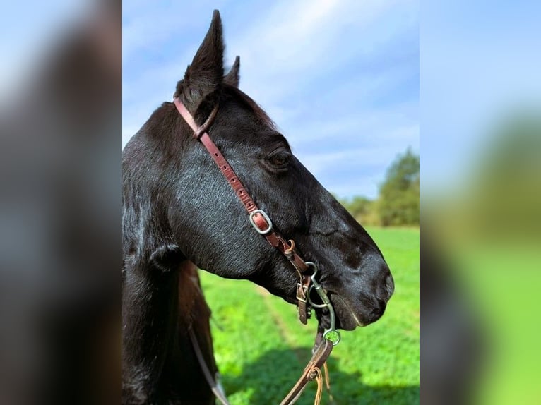 Kentucky Mountain Saddle Horse Caballo castrado 10 años 152 cm Negro in Carnesville