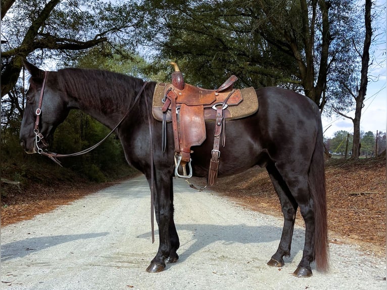 Kentucky Mountain Saddle Horse Caballo castrado 10 años 152 cm Negro in Carnesville