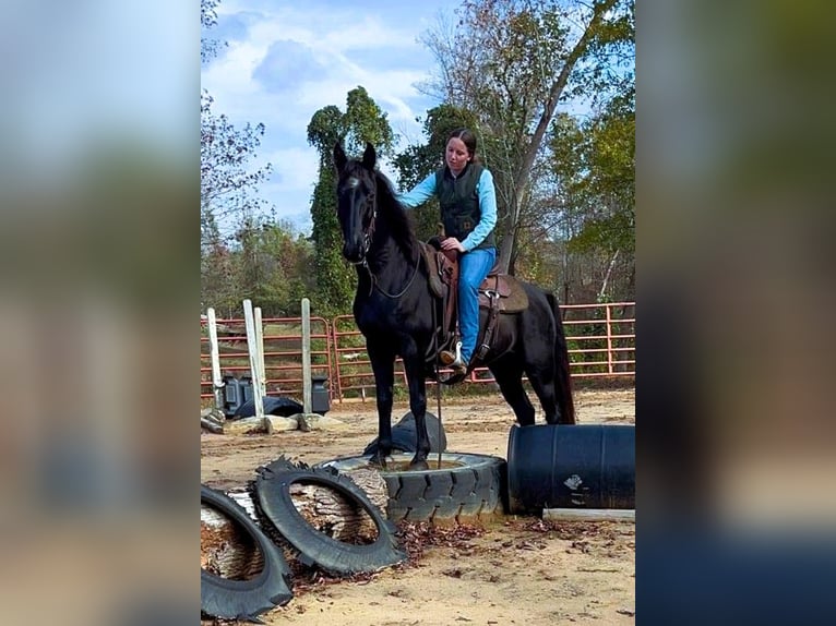 Kentucky Mountain Saddle Horse Caballo castrado 10 años 152 cm Negro in Carnesville