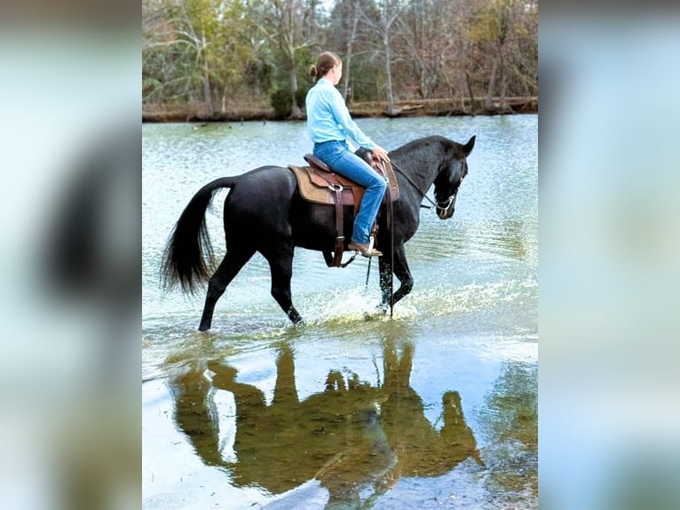 Kentucky Mountain Saddle Horse Caballo castrado 10 años 152 cm Negro in Carnesville