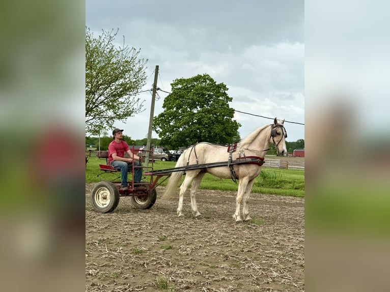 Kentucky Mountain Saddle Horse Caballo castrado 10 años 152 cm Palomino in Moscow, OH