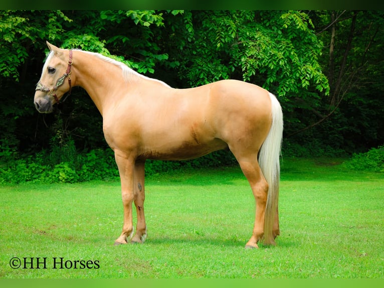 Kentucky Mountain Saddle Horse Caballo castrado 10 años 152 cm Palomino in Flemingsburg KY