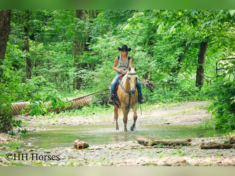 Kentucky Mountain Saddle Horse Caballo castrado 10 años 152 cm Palomino in Flemingsburg KY