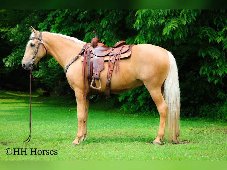Kentucky Mountain Saddle Horse Caballo castrado 10 años 152 cm Palomino in Flemingsburg KY