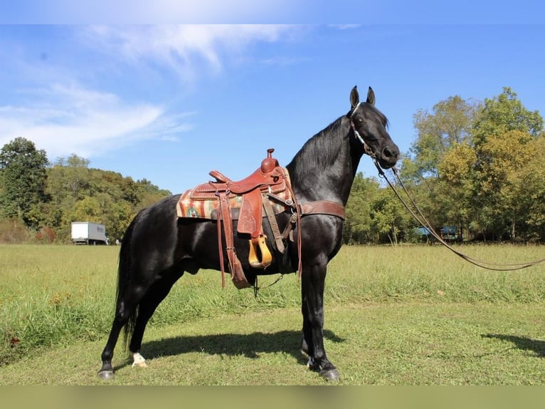 Kentucky Mountain Saddle Horse Caballo castrado 10 años 155 cm Negro in Moscow, OH