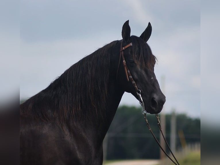 Kentucky Mountain Saddle Horse Caballo castrado 10 años 155 cm Negro in Parkers Lake Ky