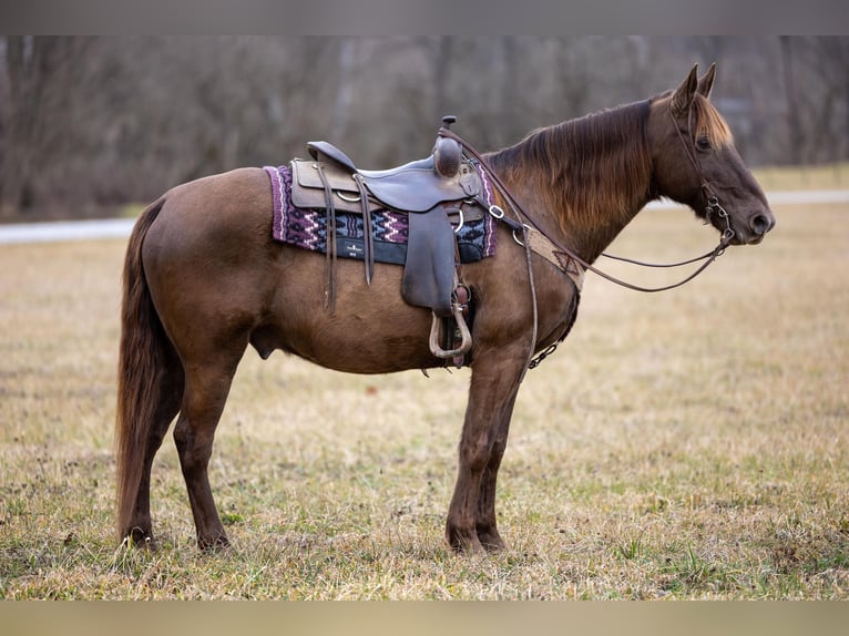 Kentucky Mountain Saddle Horse Caballo castrado 10 años Castaño in Ewing KY