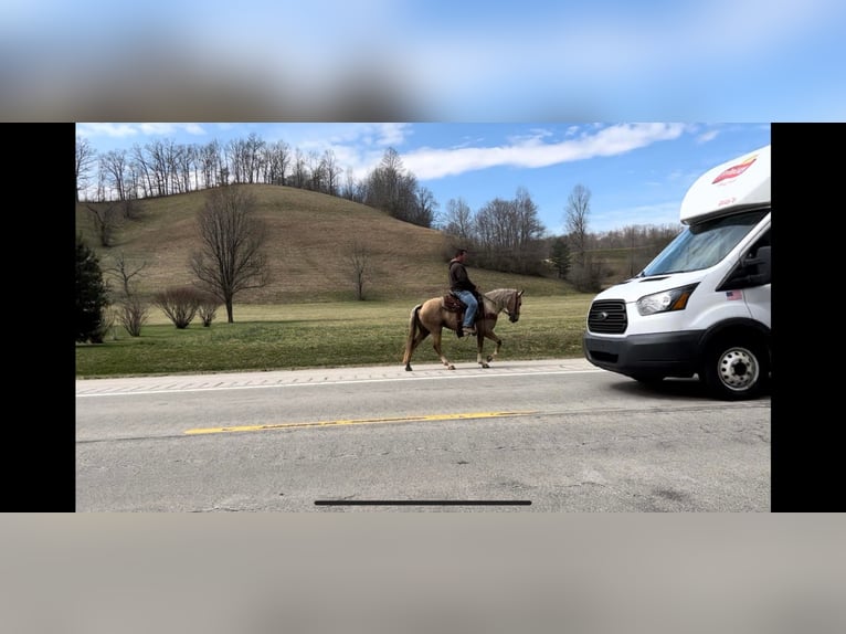 Kentucky Mountain Saddle Horse Caballo castrado 11 años 137 cm Palomino in Salyersville KY